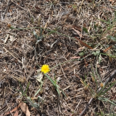 Hypochaeris radicata (Cat's Ear, Flatweed) at Narrabundah, ACT - 21 Feb 2018 by ianandlibby1