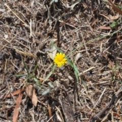 Hypochaeris radicata at Narrabundah, ACT - 21 Feb 2018