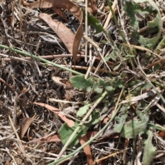 Hypochaeris radicata at Narrabundah, ACT - 21 Feb 2018