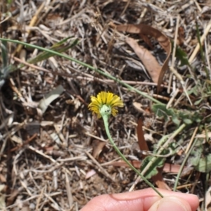 Hypochaeris radicata at Narrabundah, ACT - 21 Feb 2018