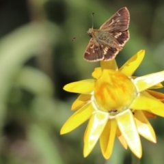 Dispar compacta (Barred Skipper) at ANBG - 21 Feb 2018 by PeterR