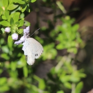 Erina hyacinthina at Canberra Central, ACT - 21 Feb 2018 01:55 PM