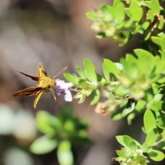 Ocybadistes walkeri (Green Grass-dart) at ANBG - 21 Feb 2018 by PeterR