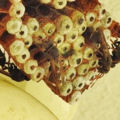 Ropalidia plebeiana (Small brown paper wasp) at Wanniassa, ACT - 21 Feb 2018 by JohnBundock