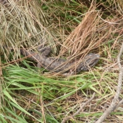 Pogona barbata (Eastern Bearded Dragon) at Isaacs Ridge and Nearby - 21 Feb 2018 by Mike