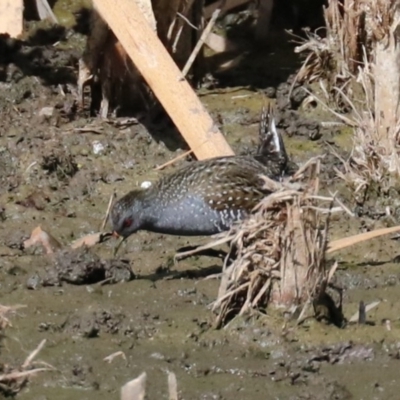 Porzana fluminea (Australian Spotted Crake) at Fyshwick, ACT - 20 Feb 2018 by jbromilow50