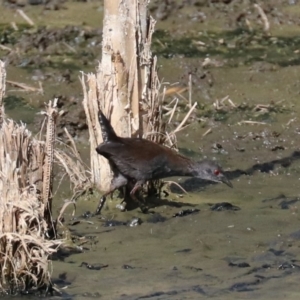 Zapornia tabuensis at Fyshwick, ACT - 21 Feb 2018