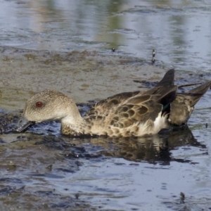 Anas gracilis at Fyshwick, ACT - 21 Feb 2018