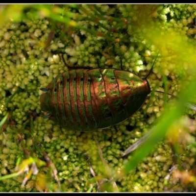 Polyzosteria viridissima (Alpine Metallic Cockroach) at Bimberi, NSW - 26 Jan 2010 by Jek