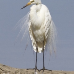 Ardea alba (Great Egret) at Fyshwick, ACT - 20 Feb 2018 by jbromilow50