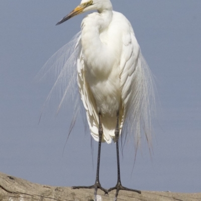 Ardea alba (Great Egret) at Fyshwick, ACT - 21 Feb 2018 by jb2602