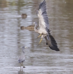 Egretta novaehollandiae (White-faced Heron) at Fyshwick, ACT - 21 Feb 2018 by jb2602