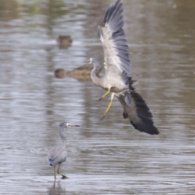 Egretta novaehollandiae (White-faced Heron) at Fyshwick, ACT - 21 Feb 2018 by jb2602