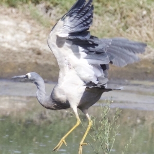 Egretta novaehollandiae at Fyshwick, ACT - 21 Feb 2018