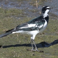 Grallina cyanoleuca (Magpie-lark) at Fyshwick, ACT - 20 Feb 2018 by jbromilow50