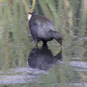 Gallinula tenebrosa at Fyshwick, ACT - 21 Feb 2018