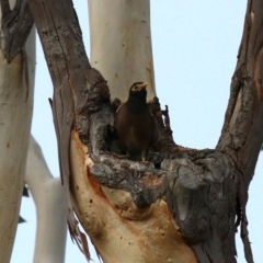 Acridotheres tristis (Common Myna) at Ainslie, ACT - 21 Feb 2018 by jb2602