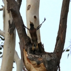 Acridotheres tristis at Ainslie, ACT - 21 Feb 2018