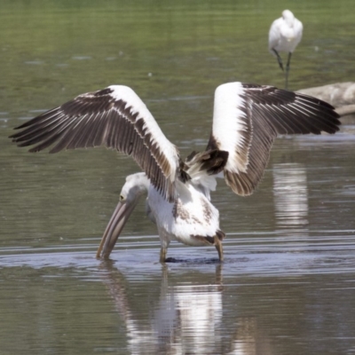 Pelecanus conspicillatus (Australian Pelican) at Fyshwick, ACT - 21 Feb 2018 by jb2602