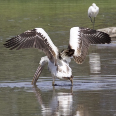 Pelecanus conspicillatus (Australian Pelican) at Fyshwick, ACT - 21 Feb 2018 by jb2602