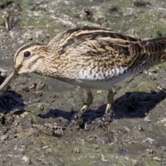 Gallinago hardwickii (Latham's Snipe) at Fyshwick, ACT - 21 Feb 2018 by jbromilow50