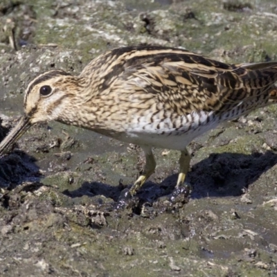 Gallinago hardwickii (Latham's Snipe) at Fyshwick, ACT - 21 Feb 2018 by jb2602