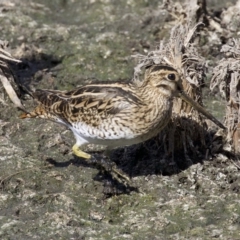 Gallinago hardwickii at Fyshwick, ACT - 21 Feb 2018