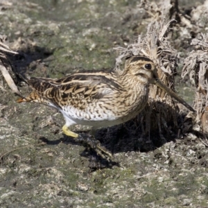 Gallinago hardwickii at Fyshwick, ACT - 21 Feb 2018