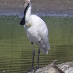 Platalea regia (Royal Spoonbill) at Fyshwick, ACT - 21 Feb 2018 by jbromilow50