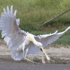 Platalea flavipes (Yellow-billed Spoonbill) at Fyshwick, ACT - 21 Feb 2018 by jb2602