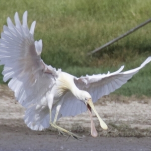 Platalea flavipes at Fyshwick, ACT - 21 Feb 2018