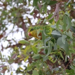 Polytelis swainsonii (Superb Parrot) at Yerrabi Pond - 20 Feb 2018 by Alison Milton