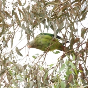 Polytelis swainsonii at Gungahlin, ACT - 21 Feb 2018