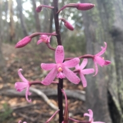 Dipodium roseum (Rosy Hyacinth Orchid) at Cotter River, ACT - 19 Feb 2018 by PersephoneTempest
