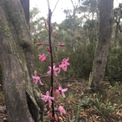 Dipodium roseum at Cotter River, ACT - 19 Feb 2018