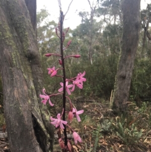 Dipodium roseum at Cotter River, ACT - 19 Feb 2018