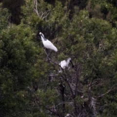 Platalea regia (Royal Spoonbill) at Gungahlin Pond - 21 Feb 2018 by AlisonMilton