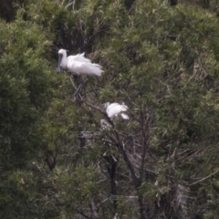 Platalea regia at Nicholls, ACT - 21 Feb 2018