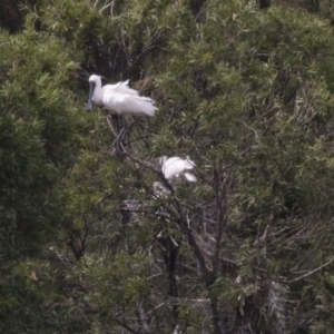 Platalea regia at Nicholls, ACT - 21 Feb 2018 11:28 AM