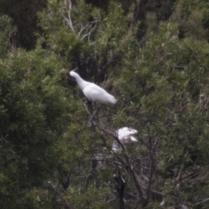 Platalea regia at Nicholls, ACT - 21 Feb 2018