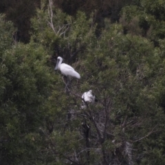 Platalea regia at Nicholls, ACT - 21 Feb 2018 11:28 AM