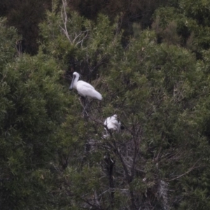 Platalea regia at Nicholls, ACT - 21 Feb 2018 11:28 AM