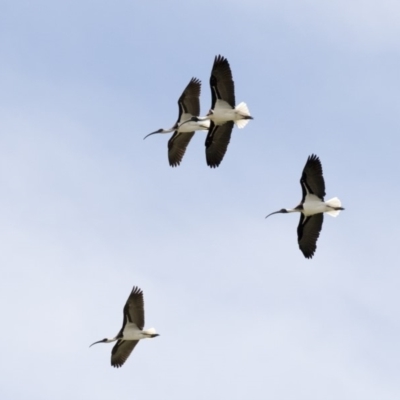 Threskiornis spinicollis (Straw-necked Ibis) at Nicholls, ACT - 21 Feb 2018 by Alison Milton