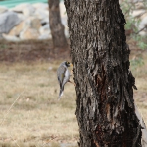 Manorina melanocephala at Gungahlin, ACT - 21 Feb 2018