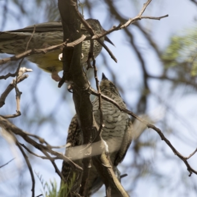 Eudynamys orientalis (Pacific Koel) at Yerrabi Pond - 20 Feb 2018 by Alison Milton