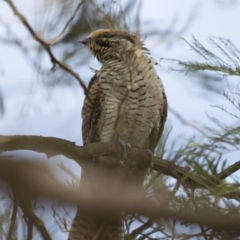 Eudynamys orientalis at Gungahlin, ACT - 21 Feb 2018 09:38 AM