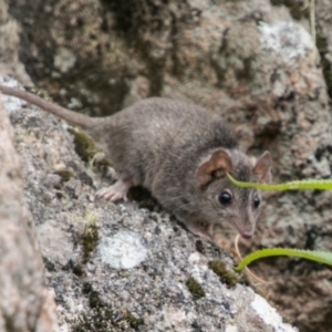 Antechinus agilis at Tennent, ACT - 21 Feb 2018 04:50 PM