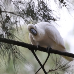 Cacatua galerita (Sulphur-crested Cockatoo) at Ngunnawal, ACT - 20 Feb 2018 by Alison Milton