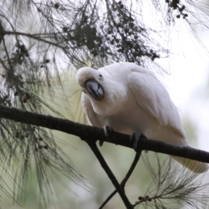 Cacatua galerita at Ngunnawal, ACT - 21 Feb 2018 09:09 AM