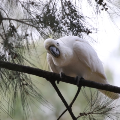 Cacatua galerita (Sulphur-crested Cockatoo) at Ngunnawal, ACT - 20 Feb 2018 by Alison Milton